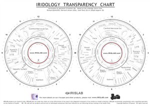 A4 Iridology Chart Transparency - IRISLAB