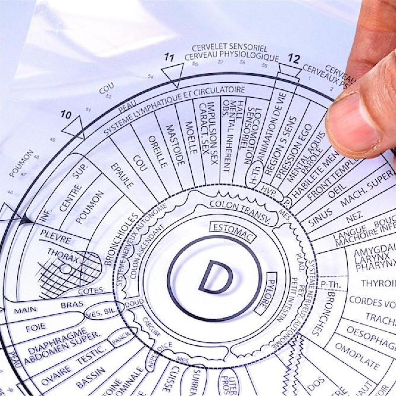 Detailed Iridology Chart showcasing various zones of the human iris and their health correspondent.