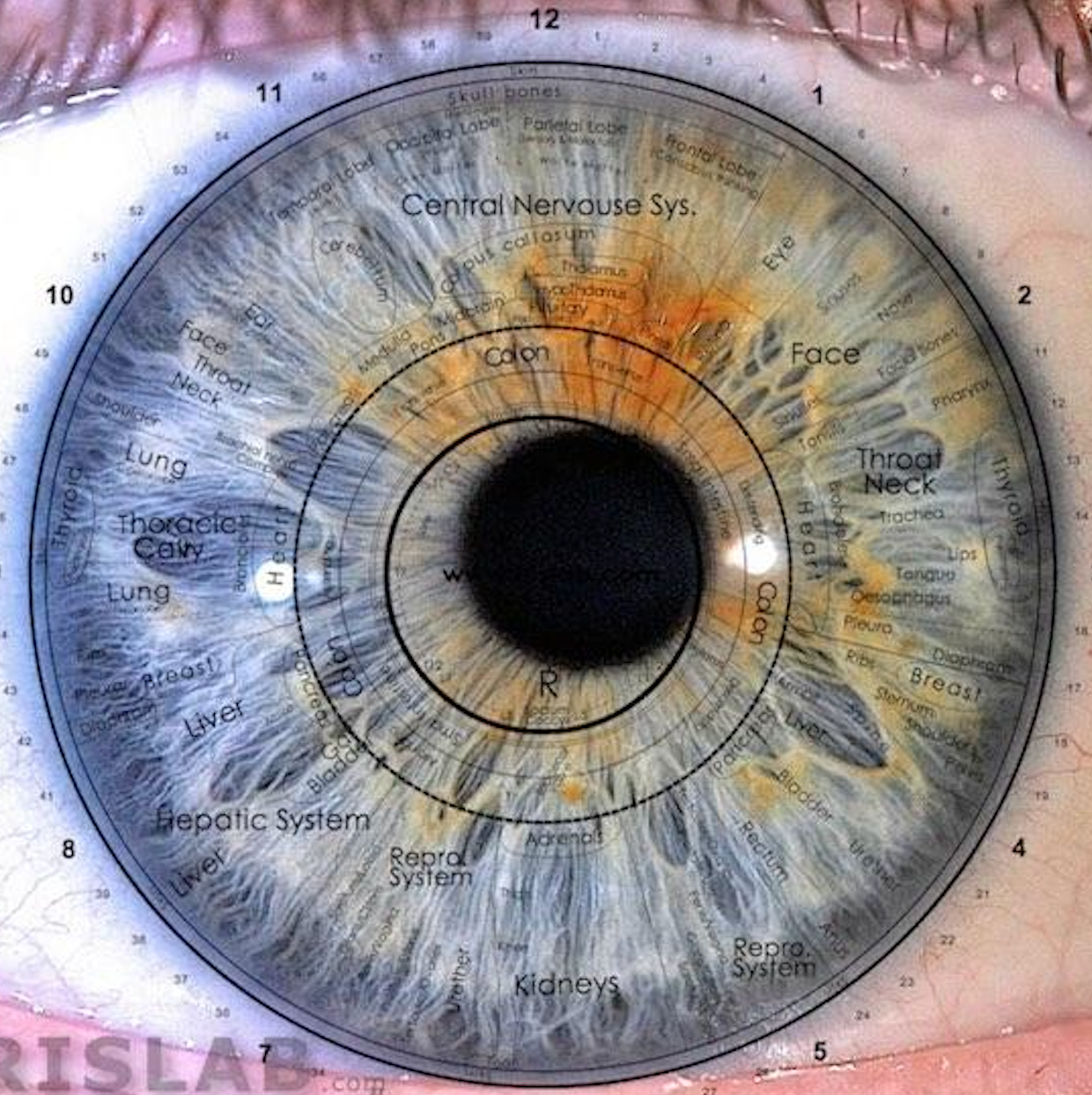 Logo presenting light spectrum intertwined, signifying Iris Mapper