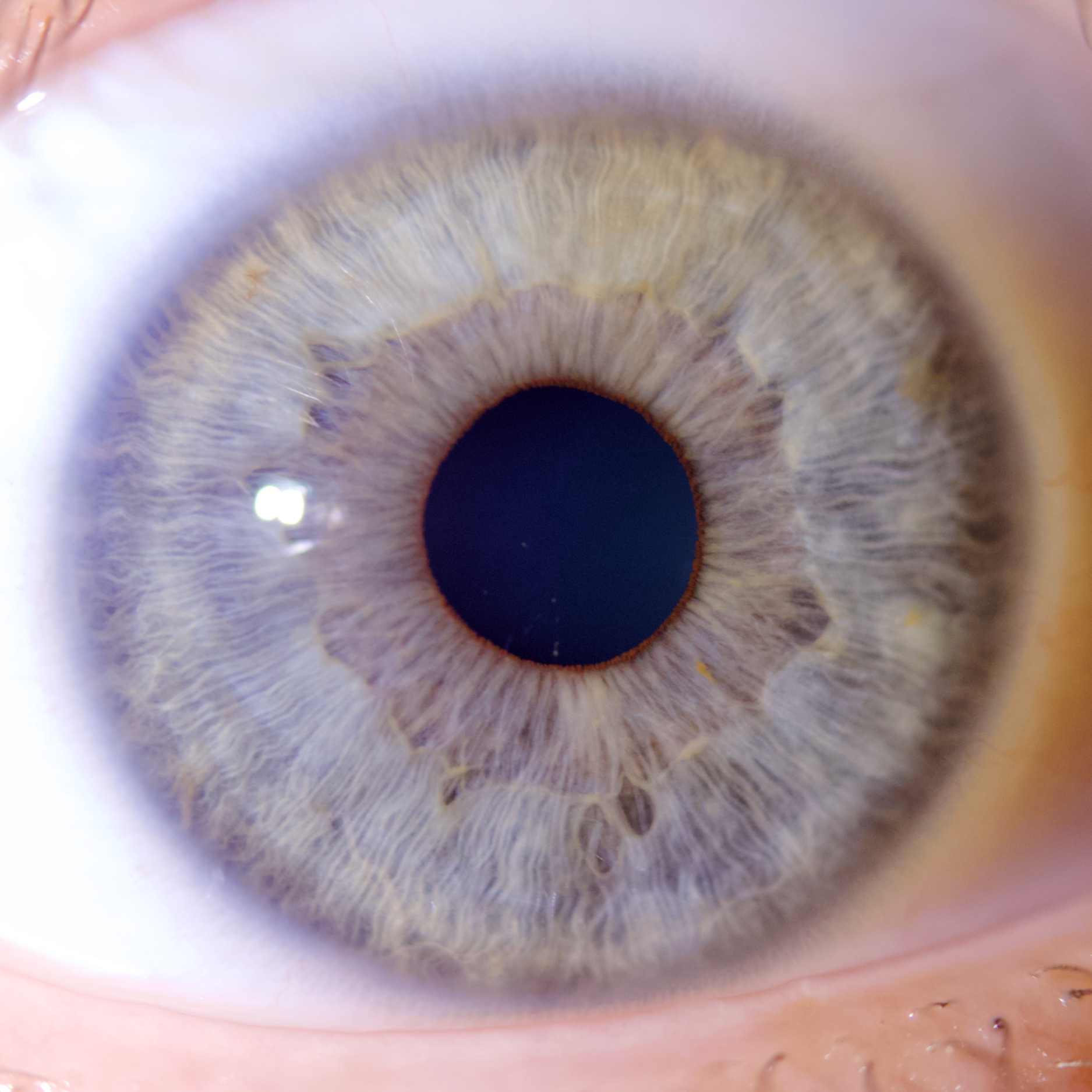 Iriscope I60 v5.1 - IRISLAB