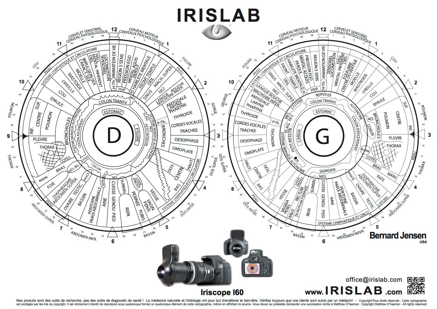 A4 Iridology Chart Transparency - IRISLAB