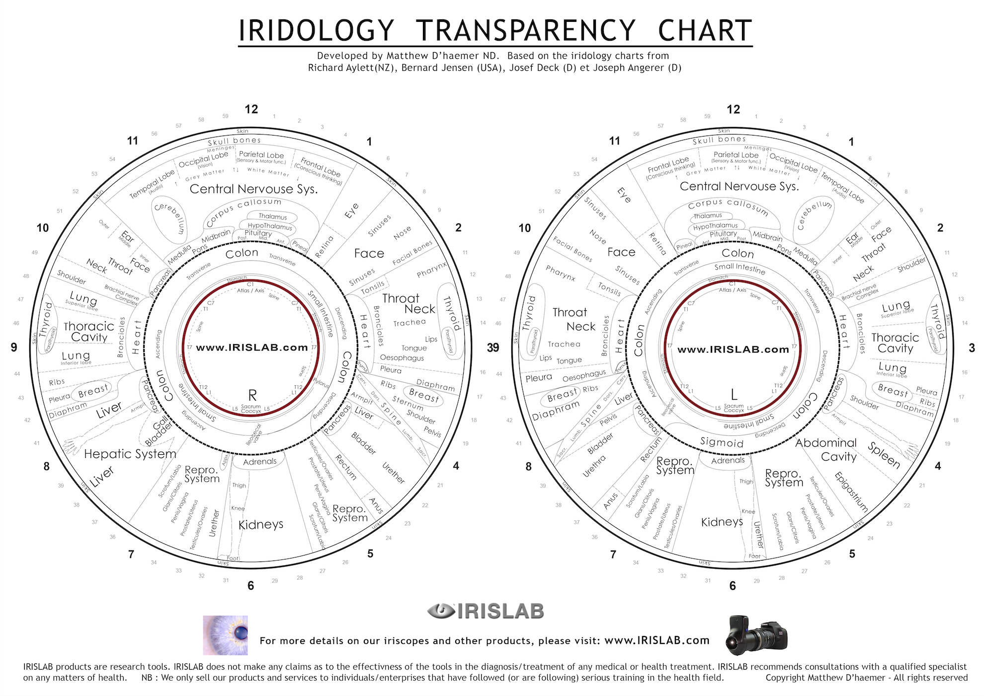 A4 Iridology Chart Transparency - IRISLAB